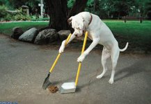 The_Perfect_Dog.jpg