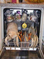 Doggy_Dishwasher.jpg
