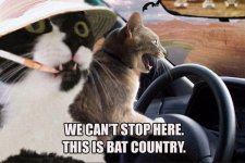 batcountryoo6.jpg