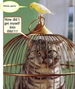 Dumb cat (Large).jpg
