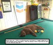 MisterGray on Pool Table with caption.jpg