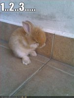 lolbunny-funny-picture-hide-seek.jpg