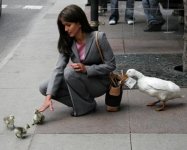 duck-cash-scam.jpg