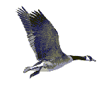 goosfly2.gif