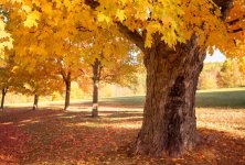 sugar-maple-trees-in-fall-1037004188-a7a5ad50aa6449f199700a9d57cd2d80.jpg