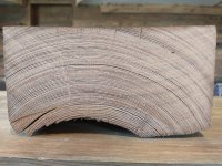 old growth pine.jpg