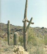 Sex Cactus.jpg