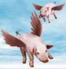 pigs.jpg
