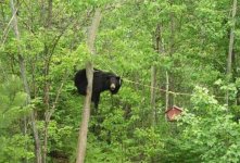 Bear 1 (Medium).jpg