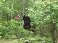Bear 2 (Medium).jpg