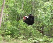 Bear 3 (Medium).jpg