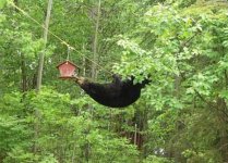 Bear 4 (Medium).jpg