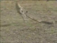rabbit 3.jpg