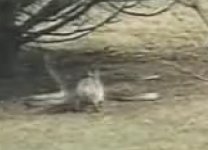 rabbit 2.jpg