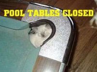 pool cat.jpg