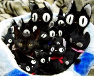 blackcat.jpg