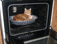 catoven.jpg