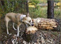 beaverdog.jpg