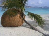 coconuttree.jpg