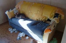 Dog Couch.jpg