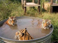 Tiger Bath.jpg