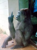 Gorilla Bird.jpg
