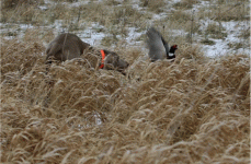 Grey Ghost.GIF