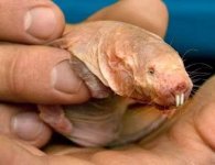 Mole-Rat.jpg