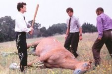 horse.jpg