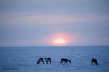 ANWR_image007.jpg ANWR_image007.jpg