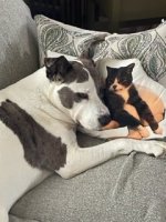 Louie & Jasper.JPG