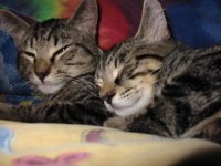 cats (8).jpg