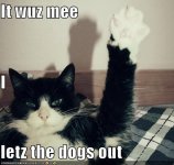 funny-pictures-cat-raises-hand-dogs-out.jpg