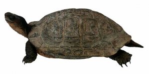 Turtle.jpg