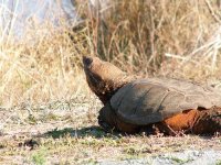 snappingturtle.jpg
