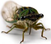 _wsb_336x290_Cicada2.jpg