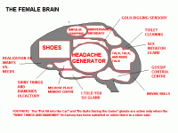 female_brain.gif