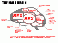 male_brain.gif
