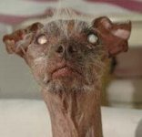 dog from hell.jpg