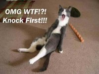 cat46.jpg