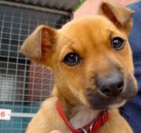 209381_cute_puppy.jpg