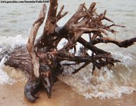 negative-trace-driftwood2.jpg