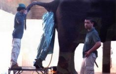 cleaning-the-elephant.jpg