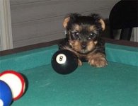 puppy.JPG