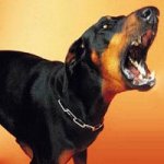 SprBS-Dog.jpg