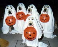 holloween dogs.jpg