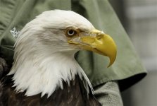 capt_db0d1c6daba04e84b406a5aa73521c98_aptopix_bionic_beak_wayk113.jpg