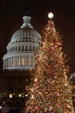 Capitol Christmas tree DC.JPG