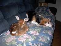 Fawn & Beagle.jpg