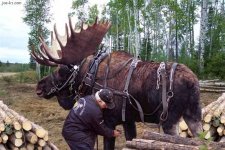 MOOSE.jpg